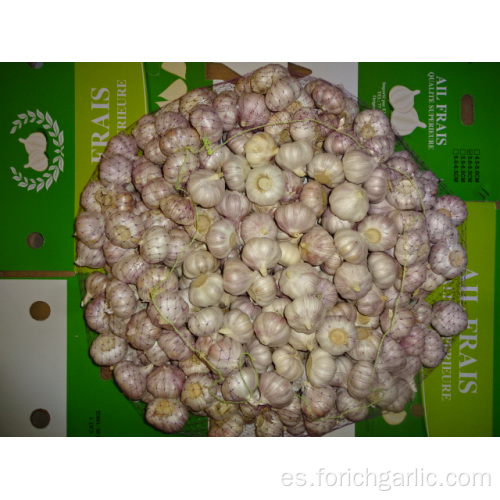 La mejor calidad Jinxiang Normal White Garlic 2019